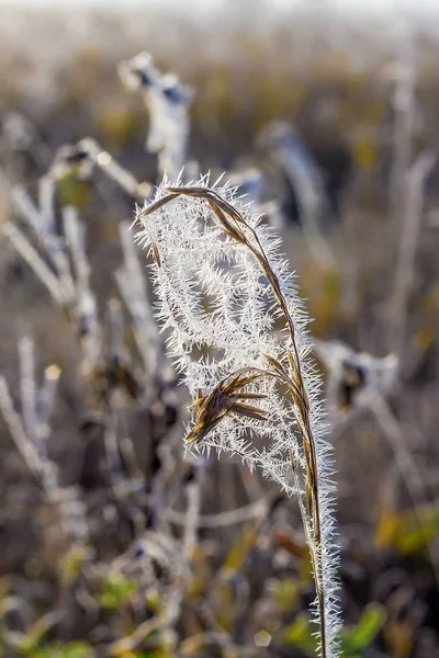 Feld Von Gras Mit Frost Bedeckt Die Ersten Septemberfröste Sibirien — Stockfoto
