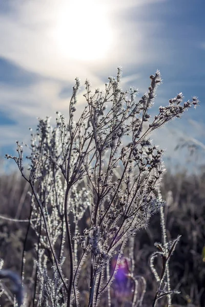 Feld von Gras mit Frost bedeckt — Stockfoto