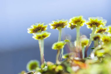 Kara (lat. kara bir çok yıllık bitki)