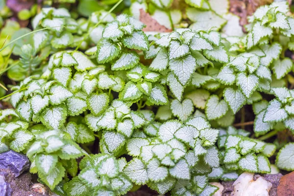 Benekli ölü-ısırgan - Lat Lamium maculatum, bir süs çiçekleri beyaz Nancy. Bir bahçe arsa çiçek yatakta bitki