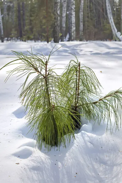 Sedir Sedir Veya Sibirya Sedir Lat Pinus Sibirica Kış Ormanda — Stok fotoğraf