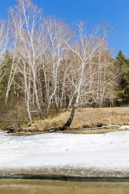 Bahar manzara. Sibirya, Rusya Federasyonu