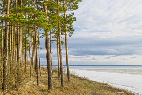 Сосновий ліс на березі весняної річки — стокове фото