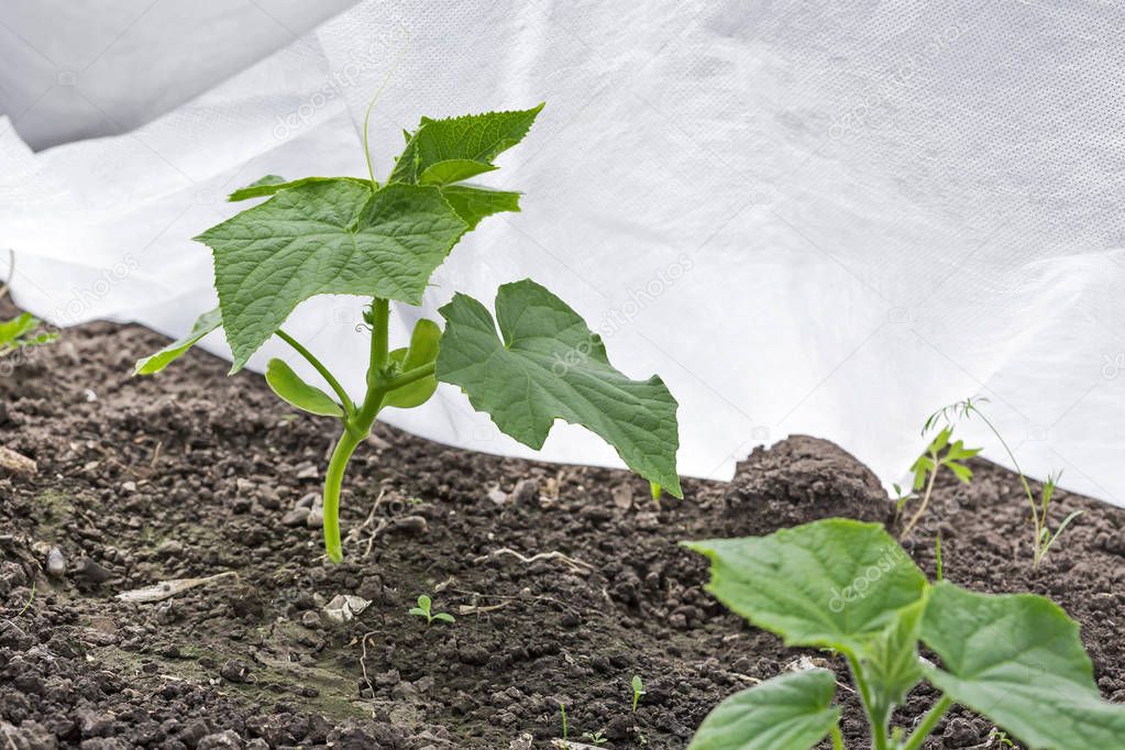 Seedling of cucumber under the covering material