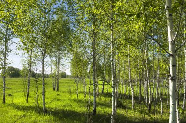 Yaprak döken ağaç huş (Betula lat.). Genç grove bahar bitki örtüsü ile huş ağacı