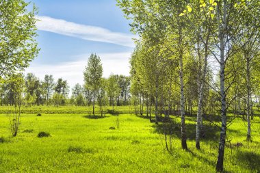 Yaprak döken ağaç huş (Betula lat.). Genç grove bahar bitki örtüsü ile huş ağacı