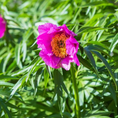 Tıbbi bitki Marin kök veya Şakayık (lat. Paeonia anomala). Bir arı çiçek nektar toplar