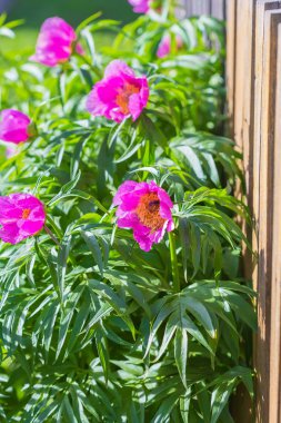 Tıbbi bitki Marin kök veya Şakayık (lat. Paeonia anomala). Kulübemde, ahşap bir çit yakınındaki çiçekli ağaç