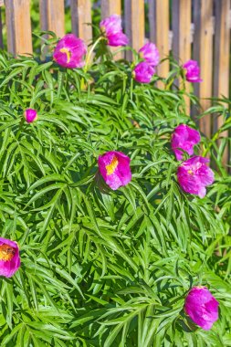 Tıbbi bitki Marin kök veya Şakayık (lat. Paeonia anomala). Kulübemde, ahşap bir çit yakınındaki çiçekli ağaç