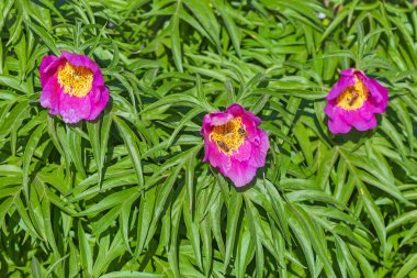 Marin kök veya Şakayık (lat. Paeonia anomala). Sibirya şifalı vahşi bitkiler