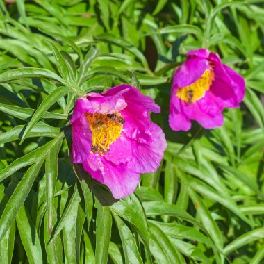 Marin kök veya Şakayık (lat. Paeonia anomala )