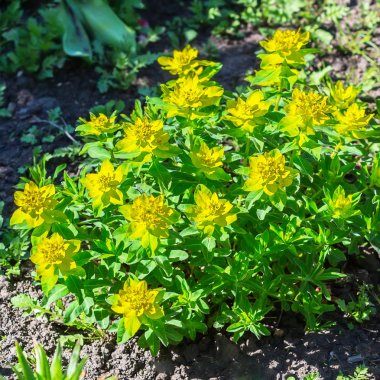 Atatürk çok renkli (lat. Euphorbia epithymoides )