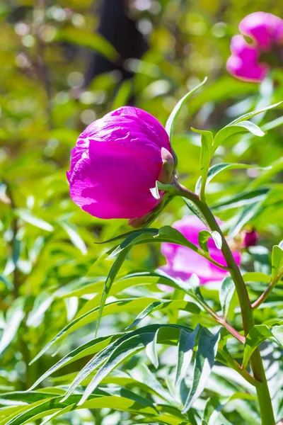 Radice Marin Peonia Lat Paeonia Anomala Piante Medicinali Selvatiche Della — Foto Stock