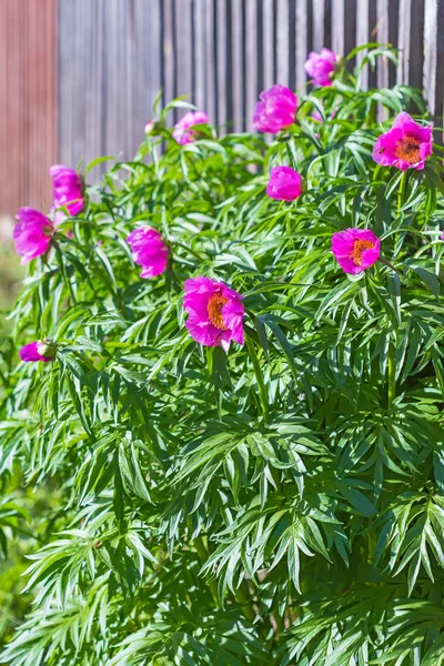 Pianta Medicinale Marin Radice Peonia Lat Paeonia Anomala Albero Fiorito — Foto Stock