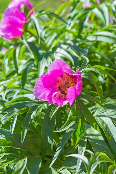 Paeonia Anomala 꽃에서 — 스톡 사진
