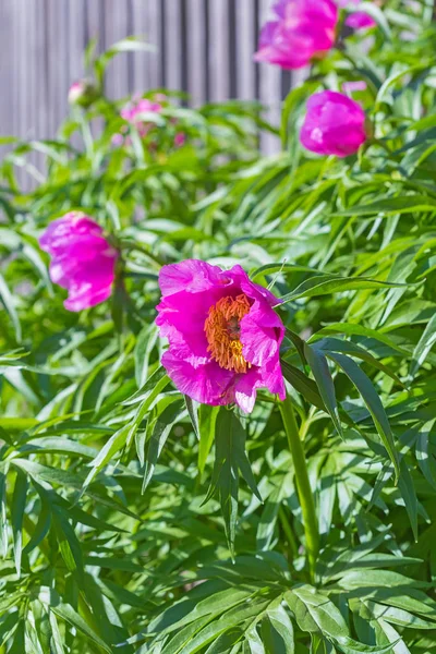 Pianta medicinale Marin radice o peonia (lat. Paeonia anomala  ) — Foto Stock