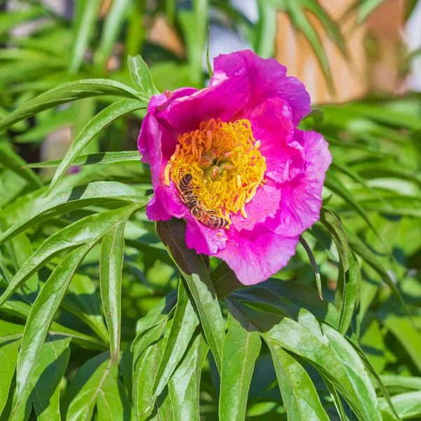 Tıbbi bitki Marin kök veya Şakayık (lat. Paeonia anomala). Bir arı çiçek nektar toplar