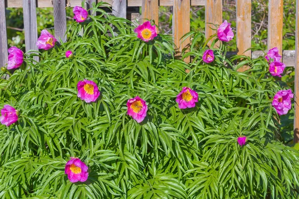 Paeonia Anomala 울타리는 울타리에는 — 스톡 사진