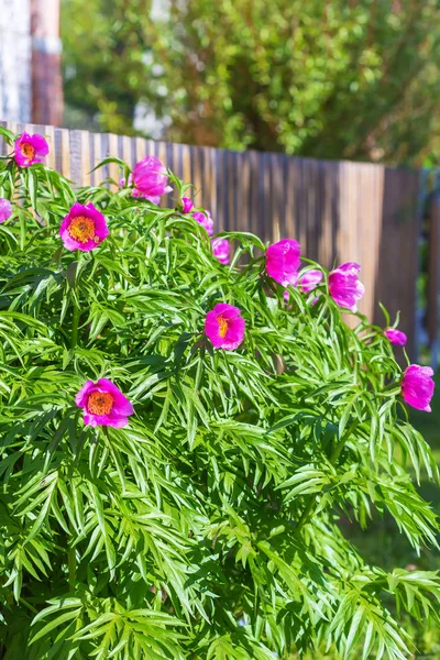 Tıbbi bitki Marin kök veya Şakayık (lat. Paeonia anomala). Kulübemde, ahşap bir çit yakınındaki çiçekli ağaç