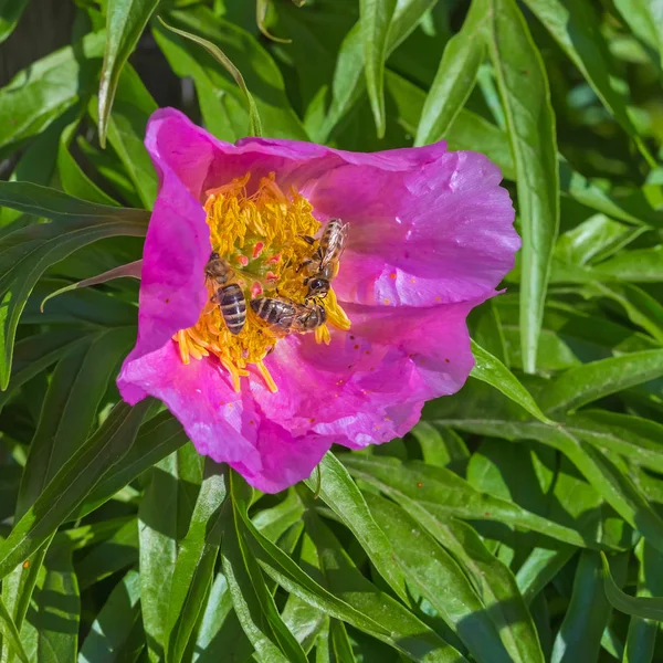 Planta medicinal Marin raíz o peonía (lat. Paeonia anomala  ) — Foto de Stock