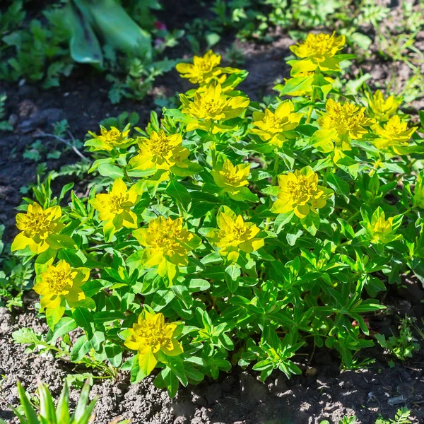 Euphorbia polychrome ( lat. Euphorbia epithymoides ) — Stock Photo, Image