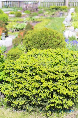 Dekoratif cüce ağaç larch 