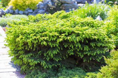 Dekoratif cüce ağaç larch 