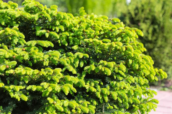 Dekorativa Dvärg Träd Lärk Nidiformis Lat Picea Abies Nidiformis Granen — Stockfoto