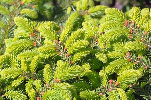 Zierlärche Nidiformis Lat Picea Abies Nidiformis Zweige Aus Dem Frühjahrswachstum — Stockfoto