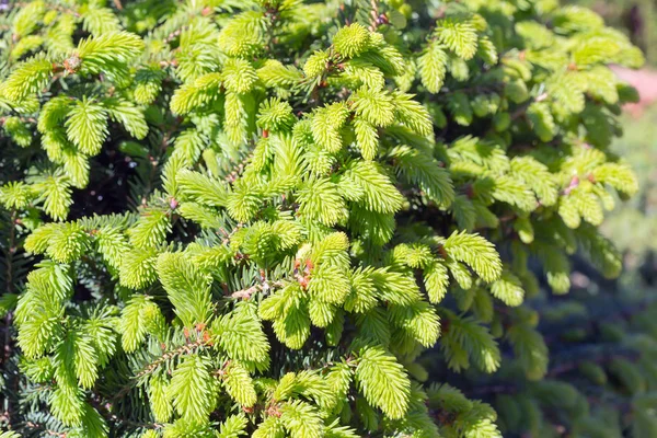 Dekoratív Törpe Vörösfenyő Nidiformis Lat Picea Abies Nidiformis Tavaszi Növekedés — Stock Fotó