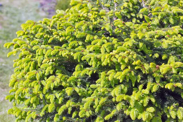 装飾的なドワーフ木カラマツ Nidiformis 緯度オウシュウトウヒ Nidiformis 針のクローズ アップの春の成長からの枝 — ストック写真