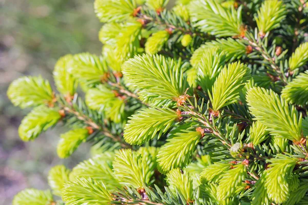 Alerce Árbol Enano Decorativo Nidiformis Lat Picea Abies Nidiformis Ramas —  Fotos de Stock
