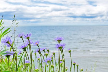 Ob baraj gölünün kıyısında alp Aster (Aster alpinus L.). Nehir Ob, Novosibirsk Oblastı, Sibirya, Rusya Federasyonu