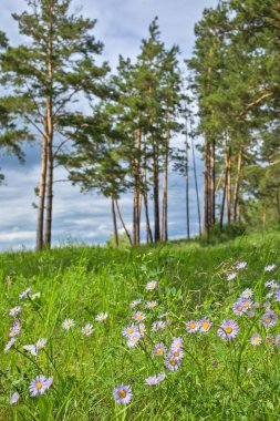 Wild plant of Siberia, Alpine Aster ( Aster alpinus L. )