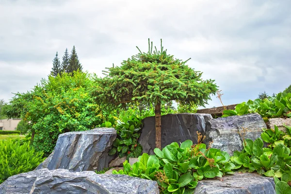 Bois de pin avec couronne moulée parmi la pierre naturelle — Photo