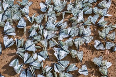 Büyük floresan kelebek aporia Crataegi (lat. Aporia crataegi)
