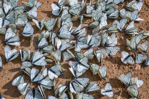 Velké fluorescenční motýl aporia Crataegi (lat. Aporia crataegi) — Stock fotografie