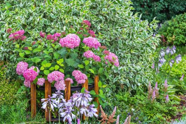 Ortanca ağaç çeşitleri 