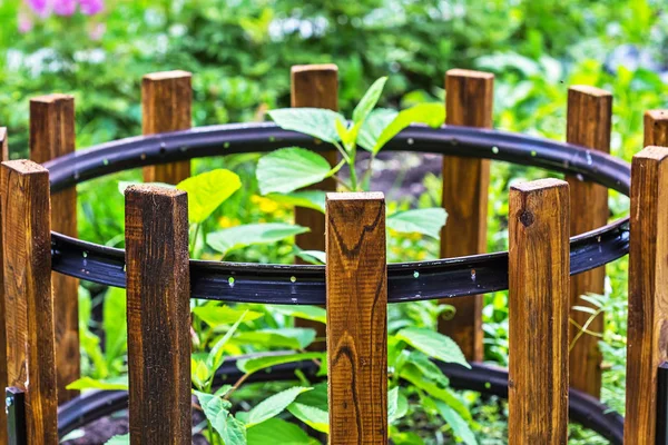 Fencing for garden shrubs — Stock Photo, Image