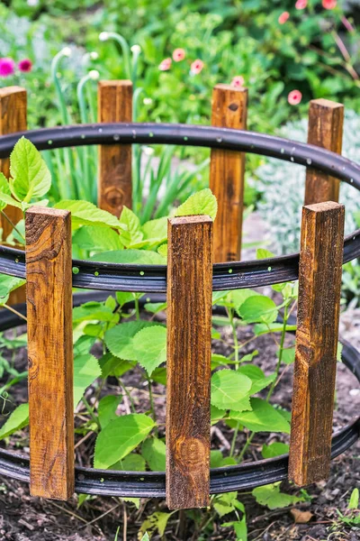 Bir eski Bisiklet RIM ve ahşap çit Bahçe çalılar için basit destek