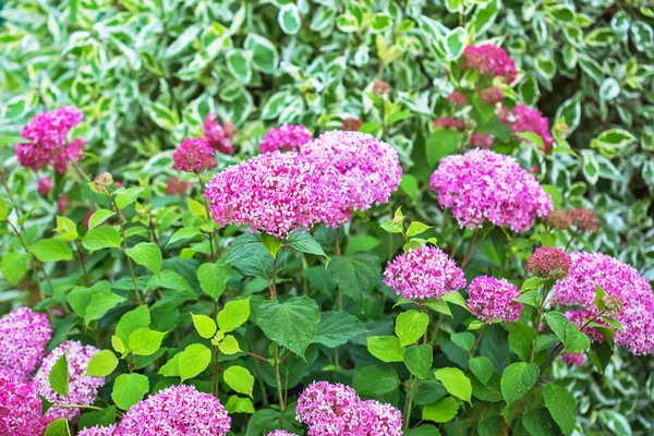 Arbusto Giardino Decorativo Ortensia Albero Rosa Cultivar Annabelle Rosa Periodo — Foto Stock