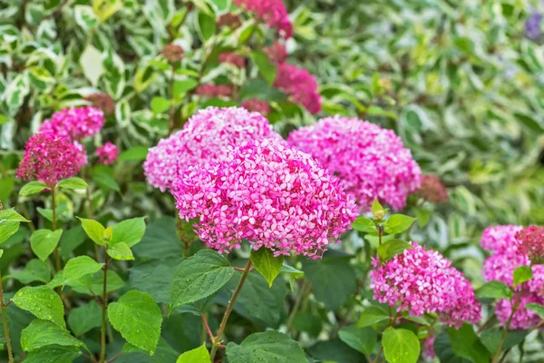 Arbusto Jardim Decorativo Hortênsia Árvore Rosa Cultivar Annabelle Rosa Período — Fotografia de Stock