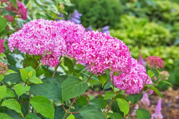 Variedades de hortensias rosadas "La annabelle rosa " —  Fotos de Stock