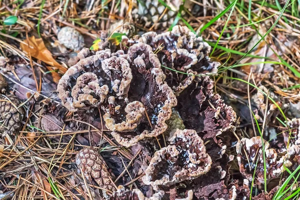 Inedible Mushroom Thelephora Ground Thelephora Terrestris Group Mushrooms Pine Forest — Stock Photo, Image