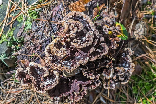 Inedible mushroom Thelephora ground (Thelephora terrestris) — Stock Photo, Image