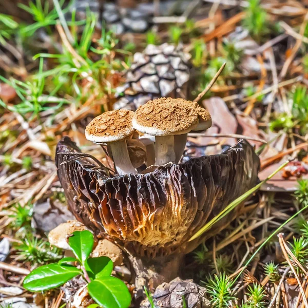 Inedible mushroom Astreopora Dodunekova (lat. Asterophora lycoperdoides) — Stock Photo, Image