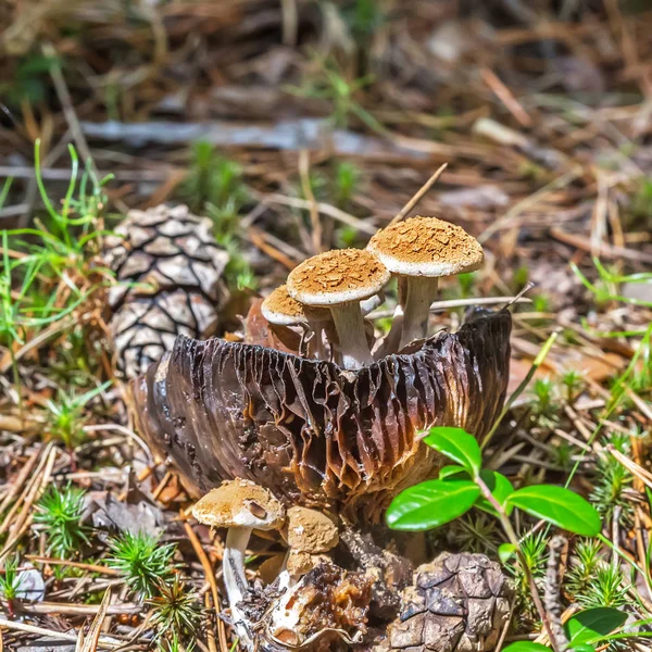 Ungenießbarer Pilz Astreopora Dodunekova Lat Asterophora Lycoperdoides Eine Pilzgruppe Die — Stockfoto