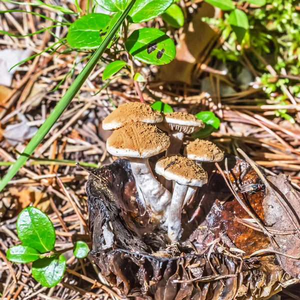 Yenmeyen mantar Astreopora Dodunekova (lat. Asterophora lycope