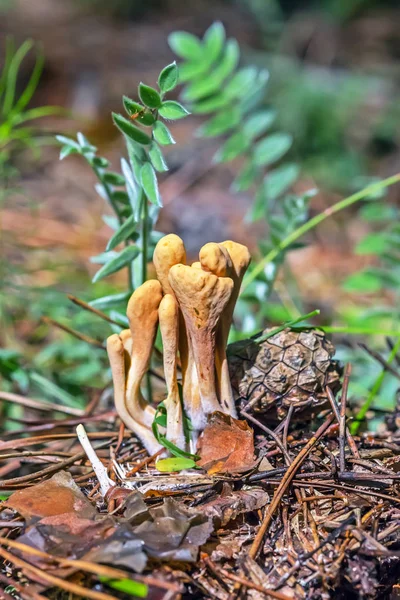 Edible mushroom Rogatec reed, clavariadelphus reed ( lat. Clavariadelphus ligula ) — Stock Photo, Image