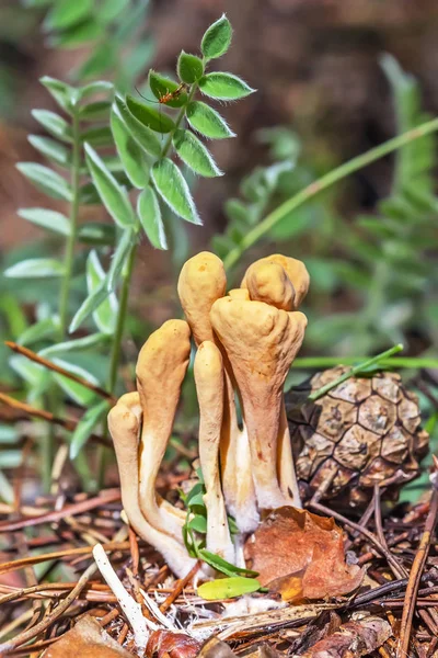 Edible mushroom Rogatec reed, clavariadelphus reed ( lat. Clavar — Stock Photo, Image